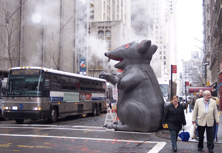 Union Rat